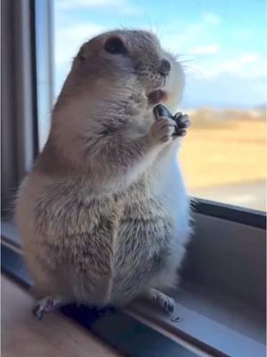 Me sticking to my New Year’s resolution. 😂 #nosnacks #newyearsresolution #nomnomnom #animallove #lol #animals #funnypets #pet #nature #cute #funnyanimals #adorable #pets #animal #cutepetclub #fyp #PetsOfTikTok #adorableanimals #familyfriendly #socute #viralvideo #animalvideosforkids #kidfriendly #foryoupage #cuteanimals #cutepet #funnymemes #animalmemes #amusinganimals #trending #viral #kidfriendlycontent #animaltok  