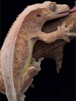 A quad phantom lilly white crested gecko  #crestedgecko #gecko #lizard #reptile #pet #PetsOfTikTok #reptilekeeper #geckobreeder #morph #hobby #vivarium #fyp 