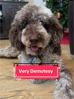 Very demutesy hehe #cutedogs #cutedogsoftiktok #doodlesoftiktok #funnydoggys #sillypuppy 