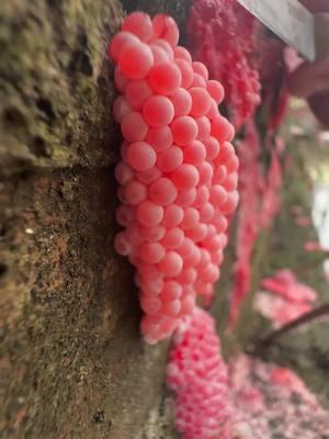 Apple snail eggs, easily recognizable by their bright pink or orange color, are laid in clusters above the waterline on plants and other structures. These eggs belong to various species of apple snails, aquatic mollusks that are often found in freshwater habitats. Originating from South America, these snails have been introduced into various ecosystems around the world, sometimes as part of the aquarium trade or for aquatic weed control. The introduction of apple snails into non-native environments can have significant ecological impacts. Their eggs hatch into voracious juveniles that grow quickly and consume vast amounts of vegetation. In ecosystems where they are invasive, apple snails can cause severe damage to aquatic plants, reducing biodiversity and altering habitats. This can lead to negative consequences for other species dependent on these plants for food and shelter, disrupting the entire aquatic food web. Moreover, the robustness of apple snail eggs contributes to the challenge of controlling their populations. The eggs have a unique calcium carbonate layer which protects them from desiccation and makes manual removal difficult. This protective layer ensures high survival rates, facilitating the rapid expansion of their populations in favorable conditions. In summary, while apple snails and their eggs can play a role in their native ecosystems, their presence in non-native areas is often problematic, leading to significant ecological disruptions and challenges in management and control. Crushing apple snail eggs is like crushing chicken eggs. It's not animal abuse because the eggs are not animals.  #AppleSnails #InvasiveSpecies #EcosystemDamage #AquaticPlants #BiodiversityLoss #EnvironmentalImpact #NatureConservation #AquaticInvasives #HabitatDisruption #WildlifeProtection #AppleSnailInvasion #EcoWarrior #SnailProblem #NatureAlert #SaveOurWaters #EcoCrisis #InvasiveAlert #ConservationTok #WildlifeRescue #EcoTips #SnailEggCrush #StopInvasives #EcoControl #InvasiveSpeciesFight #CrushInvasion #NatureDefense #HabitatProtectors #EggBusting #EcosystemWarriors #InvasiveCrunch #ASMRNature #CrushingASMR #EggCrushASMR #SatisfyingCrunch #NatureASMR #EcoASMR #InvasiveASMR #RelaxingCrush #ASMRCommunity #soothingsounds #fyp #foryou #foryoupage #satisfying #satisfyingvideo #relax #relaxing #relaxingvideos #interesting #entertaining #invasivespecies #applesnail #applesnaileggs #snaileggs #snaileggcrushing #eggs #asmr #asmrvideo #asmrsounds #asmrtiktoks #asmrsound #asmrtiktok #nature #crush #crushing #crushingasmr #crunchy #crunchysounds #crunchyasmr #notanimalabuse #1minuteasmr #asmr1minute 