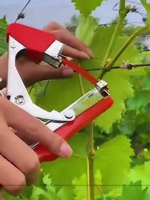 Get twice the work done in a day with this high-efficiency branch tying tool. #GardeningTools #TreeGrafting #TreeTying #Orchard #Agriculture #TikTokShopLastChance#TikTokShopNewYearNewAura#spotlightfinds