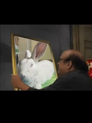 #Meme #MemeCut #rabbit #bun #picture #fyp #foryoupage #dannydevito #funny #evil #pet #bunny #buntok #Luca 