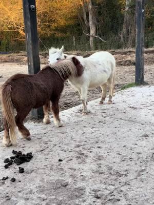 Loki made sure the new gelding understood his place in the herd hierarchy. Sweet Xercies saw the interaction and quietly intervened on the newcomer's behalf. It didn't take long for Loki to warm up to the little guy. Having someone your size is beneficial for mutual grooming, an exercise that is calming and relieves stress. #asthebarnturns #horserescue #horses #foryourpage #foryouシ #mhrloki 