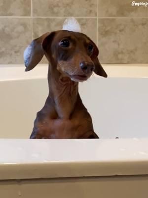 Moonpie Starbox Compilation Chapter 39#dachshunds #dachshundsoftiktok #dachshund #chihuahualove #chihuahualife #starboxdachshunds #chihuahuacute