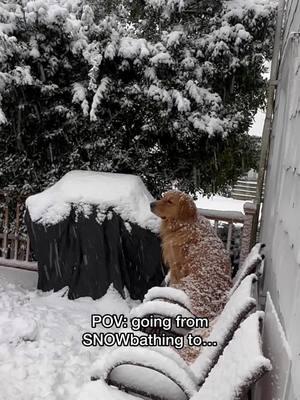 Snow is a lot easier to clean off her than sand and saltwater… .  . . #snowonthebeach #goldenretriever #snowday #beachday #beachdog #snowfun #dogsinsnow #snowdog #funnydog #beachlife 