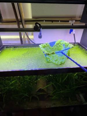 Saving my Bristlenose Plecos from the dreaded DUCKWEED!  #pleco #bristlenose #duckweed #dakuaquatics #fishkeeping #aquarium #aquariumhobby #fish #aquascape #freshwateraquarium #aquariumfish #plantedtank #aquariums #tropicalfish #fishkeeper #aquascaping #aquariumlife #plantedaquarium #nanofish #aquariumsofinstagram #freshwaterfish #freshwatertank #aquascaper #natureaquarium #freshwater #fishofinstagram #nature #nanotank #fishroom