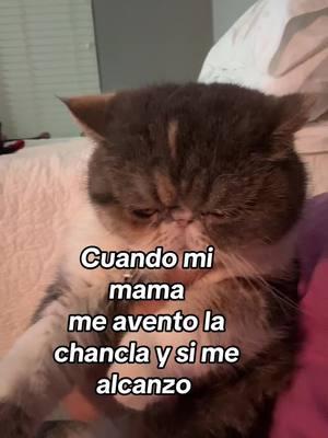 #humor #querida #juangabriel #persiancat #ojitos 