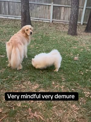 Very mindful, very demure #doglife #dogs #goldenretriever #goldenretrieverlife #samoyed #goldenretrieverpuppy #cutestdogs 