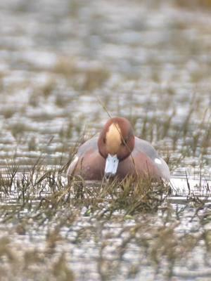 Love these Eurasian wigeons. . . #wigeon #eurasianwigeon #duck #waterfowl