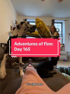 Finn vs the balloon #greatdane #dogsofnyc #doglover #kitten #catlover #catsanddogs 