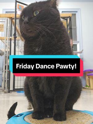 TGIF!!! #cats #catsoftiktok #sheltercats #danceparty #lalala #pawty #dancingcats 