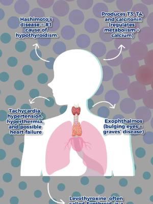 Thyroid Must-Knows for Nurses! Mastering the thyroid is essential for understanding endocrine disorders and providing top-notch patient care. Stay sharp, save lives, and ace those NCLEX questions! #thyroidfacts #nclexprep #nursingeducation #nurselife #highyieldtips #endocrinesystem #thyroidhealth #thyroidawareness #nursingschool #nursestrong #endocrinedisorders #nursetips #masteryournclex #fyp #nursingcommunity #futurenurses #rngoals #nurseknowledge #thyroidcare #nurseinthemaking #nursesuccess #studysmart