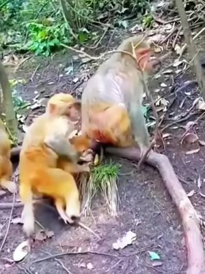 Poorbaby Monkey #monkeys #babymonkey #babycrying #viral 