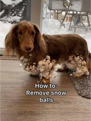 How to remove snow balls from your dog! #dachshund #longhaireddachshund #minidachshund #dappledachshund #dachshundpuppy 