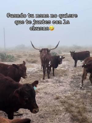 Doña Florinda encarno en esta vaca🤣🤣#humor #becerros #chusmachusma😂 #rancho #paratii #fyp #fy 