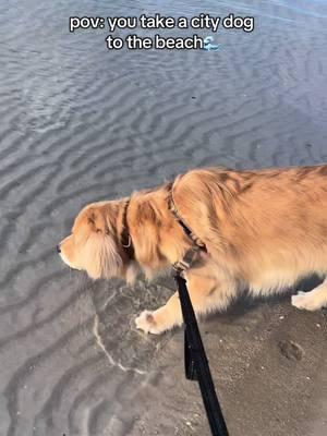 once i see mom get in the water ill get in the water… #goldenretriever #goldenretrieverlife #dogtok #dogsoftiktok #goldenretrieverpuppy #dogmom #teenagedog #cutegoldenretriever #snowbird #florida 