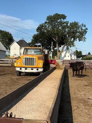 Ain’t nothing wrong with that old truck #feedtruck #beidlerfarms #beidler #iowafarmer #sixthgeneration #anf #viral #familyfarm #fyp #farmtok #relatable #smallfarmsmatter #agriculture 