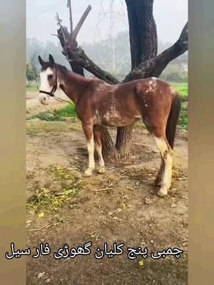 # Chambi 5kalyan horses #for #sale #Gujranwala #information #ShaukatHayat #AminpurBanglakidunya #Horse Lovers video #