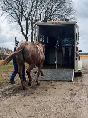 Taz went back down to SJB Show Horses on January 1st to continue his training. He’s been down there since May of 2024. His videos will still continue on my page as they have been. #Taz #Ember 