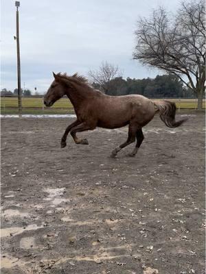 Mustang Zoomies! 🐎  Winter break has turned Mr. Marvin into a Menace! Time to get him back to work!   #mustanghorse #horsezoomies #mustang #zoomies #ranchlife #endurancehorse #westernriding #horse #horsesoftiktok #fyp 