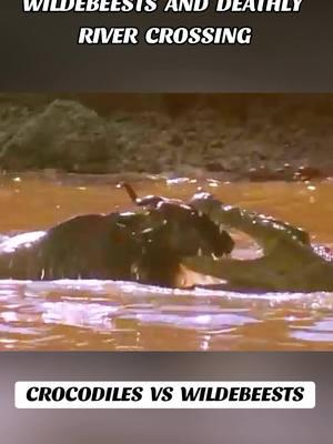 #wildebeest #crocodile #crocodiles #cro #tiktokanimals #animalsoftiktok #animalworld #animals #animal #animalplanet #wildlife #wildnature #wild #wildanimal #wildlifephotography #predator #prey 