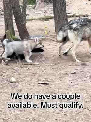 #wolfdogsoftiktok #wolfpack #puppylove #puppytiktok #puppy #wolflover #midcontentwolfdog #wolfdog 