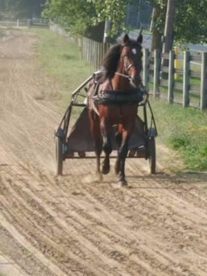 In at #4 on USTA’s #Top 10 is the Daley Double (Captain Albano & Sig Sauer). #harnessracing #ustrotting 