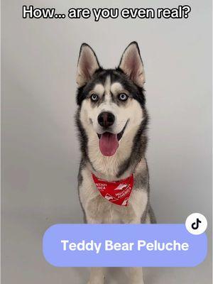 Peluche’s name really fits him, because he’s just a big teddy bear! 🧸🥹 Adopt this pup who is so handsome it’s unreal at the Humane Society of Utah today! Link in bio for more info 💜 #fyp #humanesocietyofutah #adoptabledog #dogsofutah #dogsoftiktok #huskiesoftiktok #husky #cute #funny #adopt #adoptme 