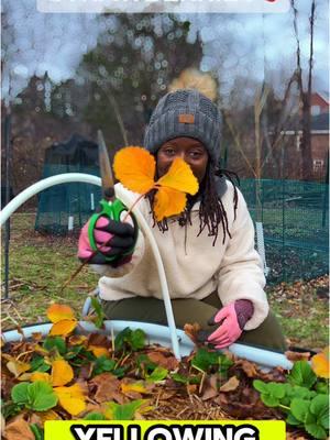 Overwintering Strawberries #strawberry  #plants #vegetablegarden #fruitlover #strawberryplant #pruning #plants  #gardener #backyardgardener #mommylife #gardeningtips #garden #organicfood #raisedbedgarden #orchard #winter #horticulture #agroforestry 