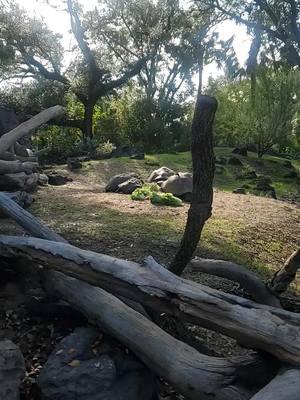 #galapagosislands #tortoise #houstonzoo 