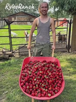 Try a fruit party for the farm animals 🍓 #cow #brucethecow #farm #viral 