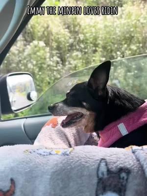 #emmy #emmytheminpin #minpin #seniordog #minpinsoftiktok #seniordogsoftiktok #mommysgirl #ridin #wit #momma #bettertogether #happy #girl #dogsoftiktok 