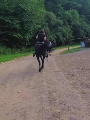 #CapCut #standardbredsoftiktok #horses #appalachia 