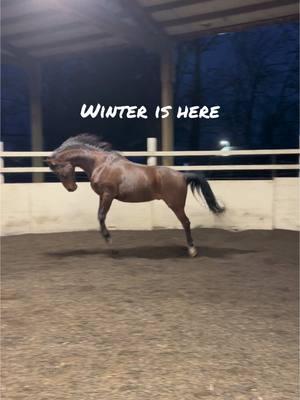 This crazy old man is feeling his oats #horsesoftiktok #horsetok #barnlife #brrr #equestrianlife #laughinghorse #nsh #nationalshowhorse #baygelding 