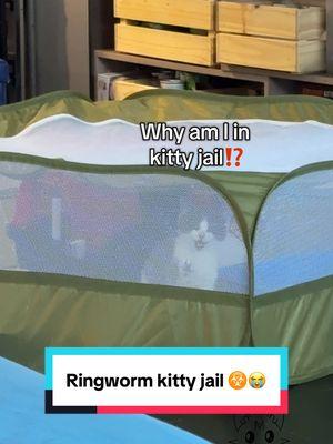 Jelly & Bean’s ringworm jail upgrade 😺 #ringworm #ringwormtreatment #kittentok #rescuekitten #orphankitten 