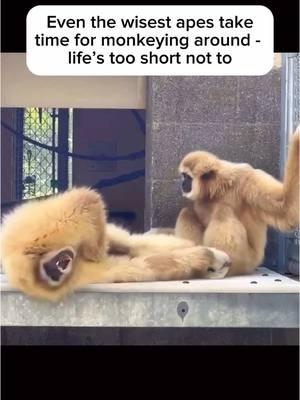 Be sure to make time for friends and family in your busy lives #fyp #monkey #ape #gibbon #animals #hopecore #real #wisdom #knowledge #motivation 