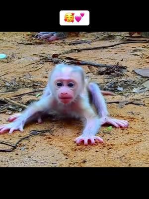 Innocent beauty combined with gentleness and purity is truly beautiful💕 #❤️ #baby #monkey #cute #nature #losangeles #monkeyfamily #babymonkey #life #sosweet #fyp 