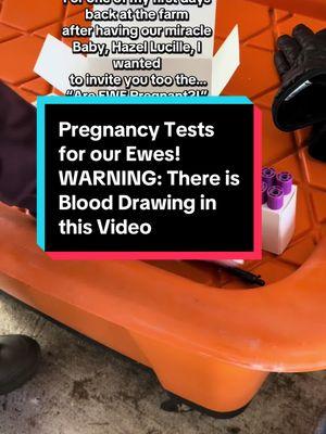 It’s been awhile with lots of changes to my little family and our Farm so just started getting back just in time for lambing. But that’s a later video! For now just happy to be back and with my rainbow girlie! As always, thank you guys for the support over the years! Hoping to be more consistent, but I can’t get out all the time with the baby if it’s too cold! #PregnancyTests #AreEwePregnant #Changes #MissedYouGuys #FarmLife #MistyMeadow 