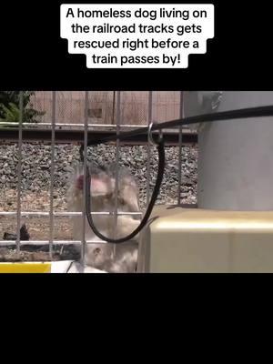 A homeless dog living on the railroad tracks gets rescued right before a train passes by! #rescue #rescuedog #rescuepuppy #puppy #dog #puppytiktok #dogsoftiktok #poordog #homelessdog #straydog #hopeforpaws 