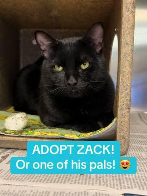 ADOPT A SHELTER CAT! ZACK #A813322  2-year-old male  Intake date 12/28/24 Available for adoption starting 1/4/25 Found near Greenspot & 210 Exit in Highland DEVORE ANIMAL SHELTER  19777 SHELTER WAY SAN BERNARDINO, CA 92407 (909)386-9820 - press 2 for Devore Shelter, then press 3 to speak with a shelter agent (rescues press 1 to speak with a rescue coordinator)  Rescue coordinator email:  SBAC.rescue@dph.sbcounty.gov  WE DO NOT WORK AT THE SHELTER! We voluntarily take videos and pics. Feel free to ask us questions, but for the most up to date information please call or visit the shelter. We are not a rescue and do not coordinate rescues. Please network to help reunite with owners or find adopters and rescues. #fosteringsaveslives #sheltercats #sheltercatsrock #spayandneuter #sheltercatsarethebest #devoreanimalshelter#devoresheltercats  #adoptashelterpet #adoptasheltercat    #fyp #foryourpage #adopt #adoptme #rescue #la #sandiego  #sanbernardino #cali #california #foryoupage 