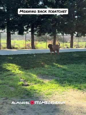 Morning back scratches#doguedebordeauxlovers #frenchmastiffs #mastiffs #largebreeddogs #doguedebordeaux #dogs #familypet #dogsoftiktok #sillydog#playfuldog#almondblossombordeaux #fyp #foryoupage #fup