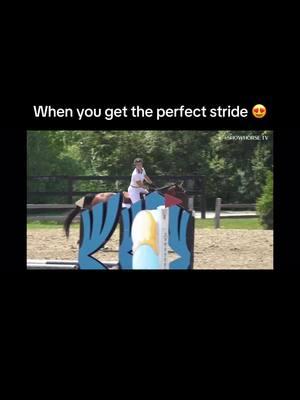 The amount of fall videos I have... I had to post this lmao #dandelionbluefarm #minihorse #farmlife #minihorsesforsale #minifarmlife #throwback #jumper #fail #fallvideo #hunterjumper 