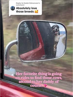 Replying to @Kaleb Edmonson  She’s something else in the back of a truck lol but no doubt one of the best breeds of pups out there! 🤎 #cattledog #bordercollie #pickuptruck #cowdogs 