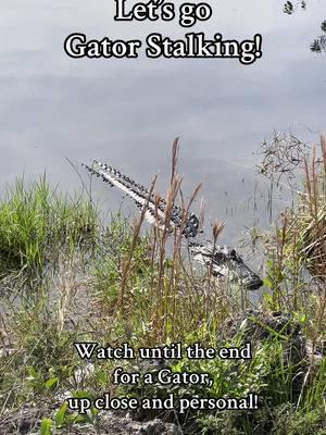 Join my Live, and we’ll stalk some alligators! #nature #aligators #cycling #southfloridalife @Aunt Rita @Jersey Jon “The Backup”  @Jersey Jon 