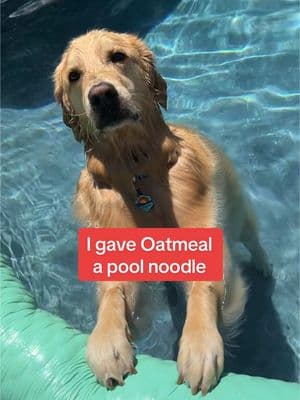 (repost) These LTBCP are SHARP! #pooltime #funnydog #smallpaws 