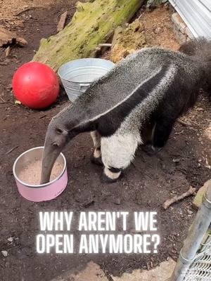 Why Aren't We Open Anymore? Meet Salvador, Our Amazing Giant Anteater! 🐜 Enjoy watching Salvador, the giant anteater, as he feeds gracefully, a reminder of the beauty of wildlife. Unfortunately, we are currently closed to personal and educational tours due to challenges posed by local neighbors and the county, which have impacted the safety of our animals. After over 20 years of providing a sanctuary for these creatures, external pressures have forced us to stop welcoming visitors. We need your support to continue our mission, which includes raising awareness by sharing our story to advocate for animal rights. Donations are vital to cover legal fees, animal care, and the maintenance of our sanctuary. We invite you to follow us on social media for updates on our journey and the well-being of the animals. Together, we can ensure a safe environment for Salvador and all our residents. Thank you for your compassion and support during these tough times.🐾❤️ #SaveOurSanctuary #Support #AnimalRights #Salvador #Anteater #exoticanimals #BeTheirVoice