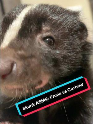 Sputnik goes to town on some snacks. Which do you prefer watching him eat? The prune, the cashew, or eww close your mouth when you eat #skunk #pet #snacks #eating #animal #animals #prune #cashew #asmr #cute 