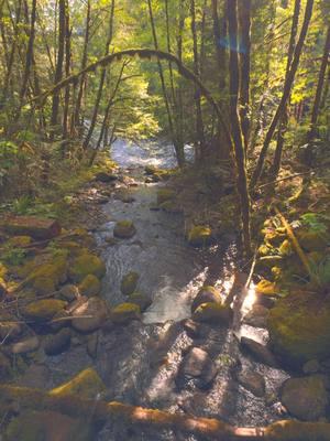 Basking in the sun’s warm rays while watching a beautiful little creek merge gracefully with a river in the distance—a serene moment in nature’s embrace 😌 #nature #Outdoors #cinematic #calm #creek 