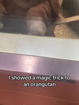 Watch until the end, showing amber the orangutan a ball magic trick #orangutan #funnyanimals #fyp