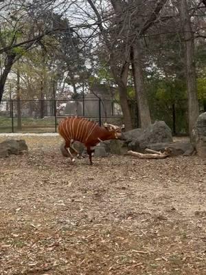 Bongos, like Gladys, are the largest of the forest-dwelling antelopes. In the wild, they are prey to leopards, and are often have to use their evasiveness to escape. Because of this, bongos are excellent jumpers and can reach top speeds of up to 45 miles per hour when running! Come visit bongos Gladys, Kai and Naliah in the Africa zone. 🎥 Alyssa Brock #zoosoftiktok #zoo #louisvillezoo #bongo 